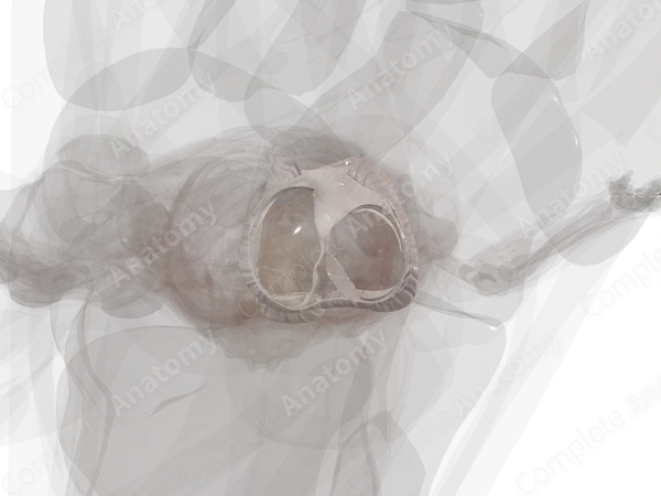 Articular Capsule of Knee Joint (Left)