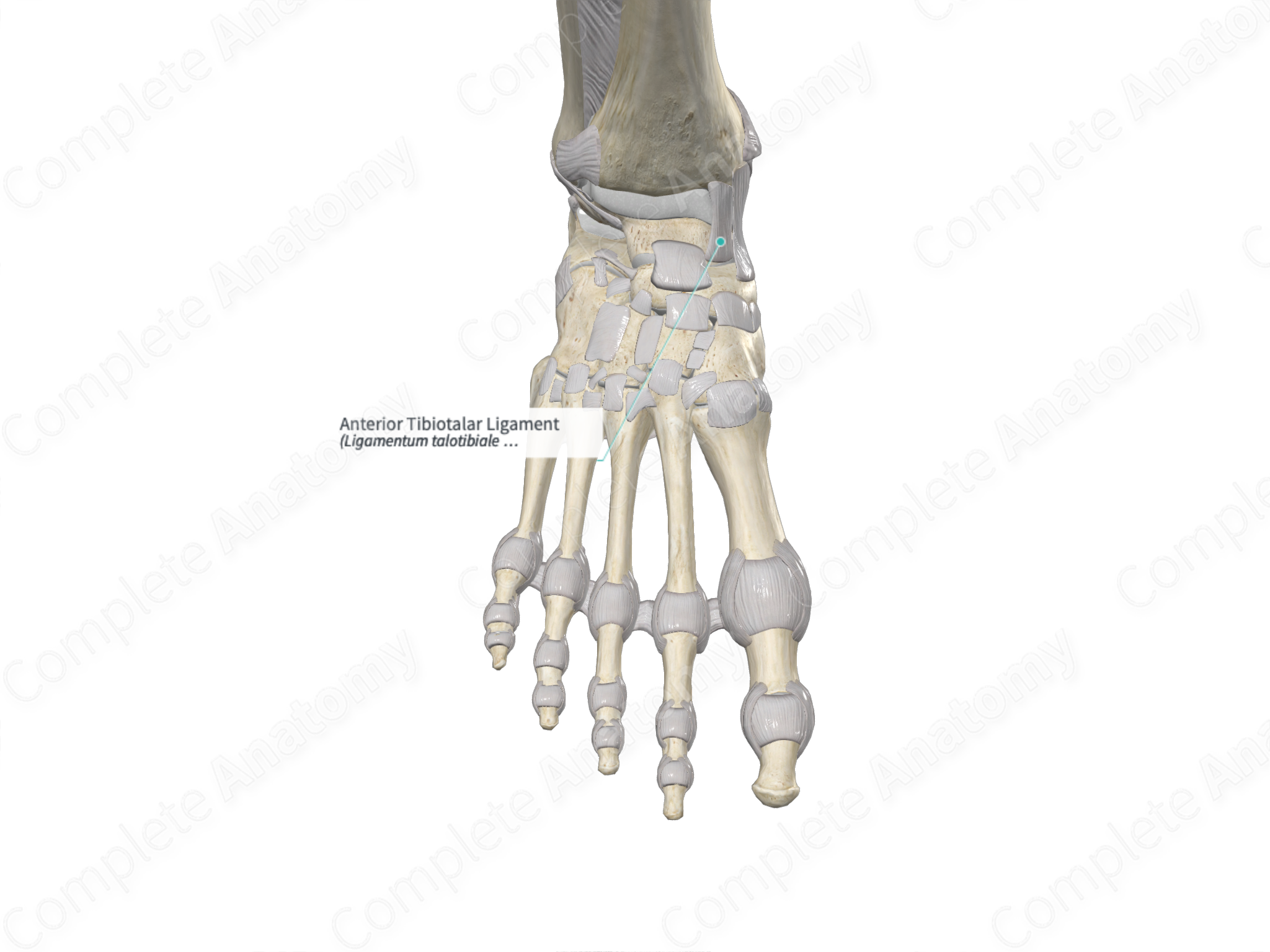 Anterior Tibiotalar Ligament | Complete Anatomy