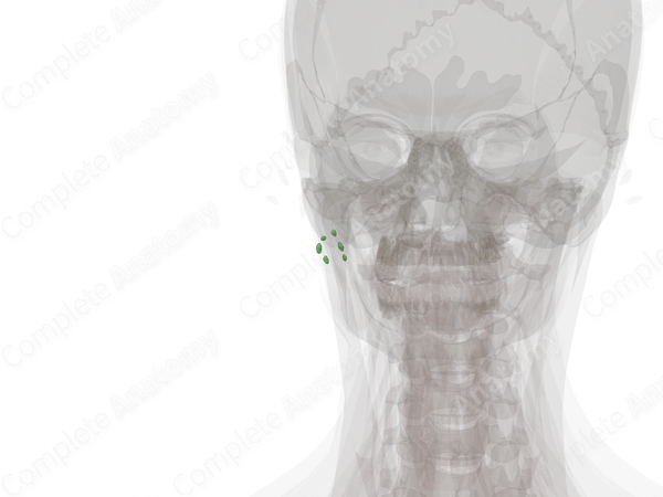 Deep Parotid Nodes (Left)