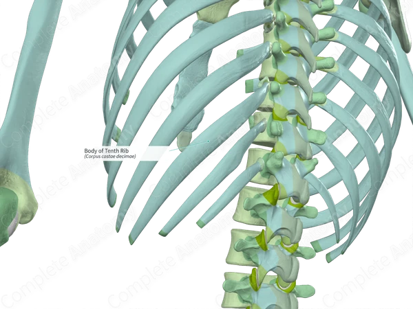 Body of Tenth Rib Complete Anatomy