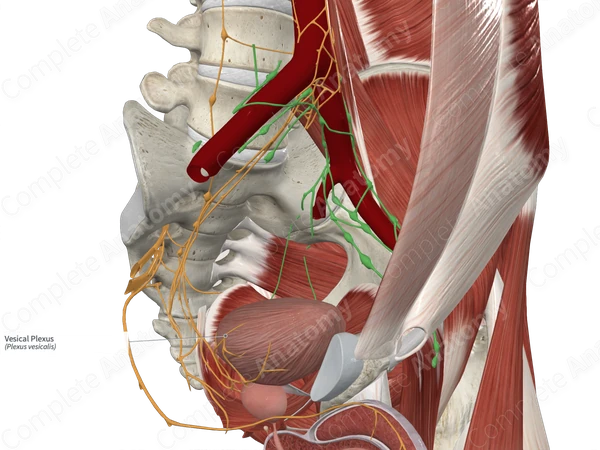 Vesical Plexus