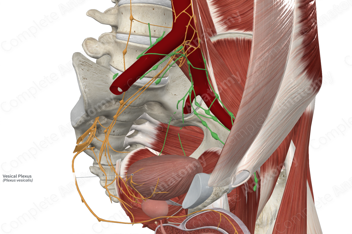 Vesical Plexus 