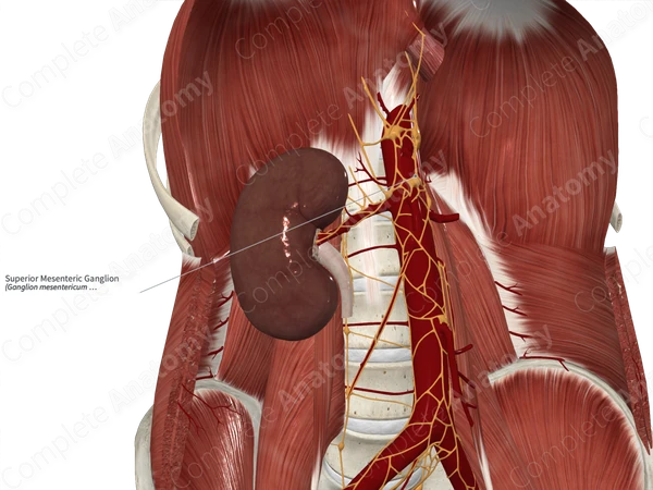 Superior Mesenteric Ganglion