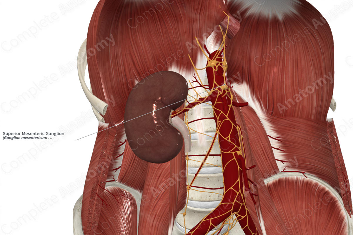 Superior Mesenteric Ganglion