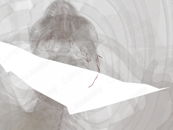 Arteries of Ear (Left)