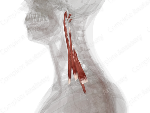 Anterior & Lateral Vertebral Muscles