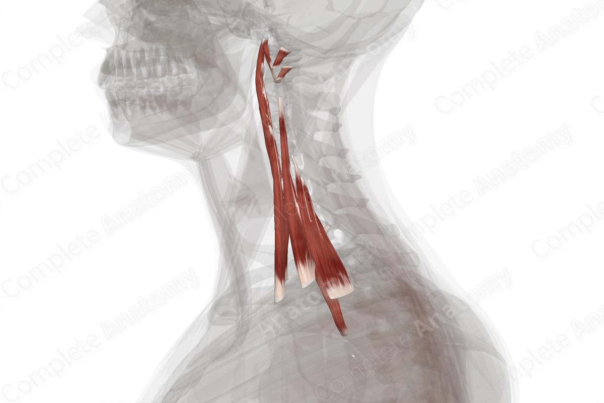 Anterior & Lateral Vertebral Muscles