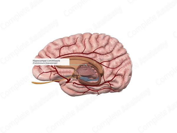 Hippocampal Commissure