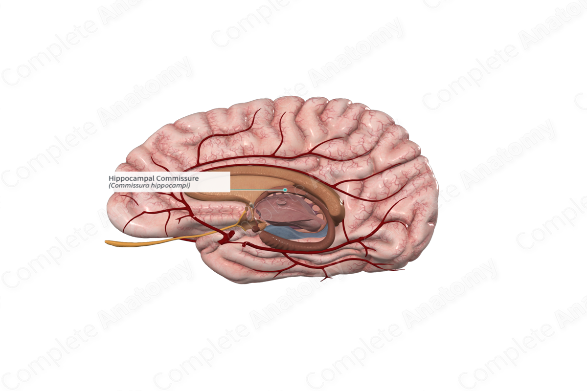 Hippocampal Commissure 