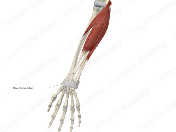 Palmar Carpal Ligament 