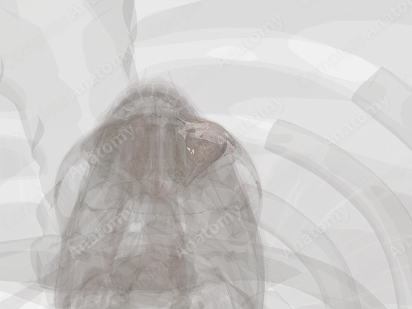Connective Tissue of Orbital Cavity (Left)