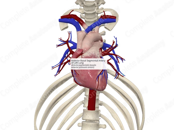 Anterior Basal Segmental Artery of Left Lung