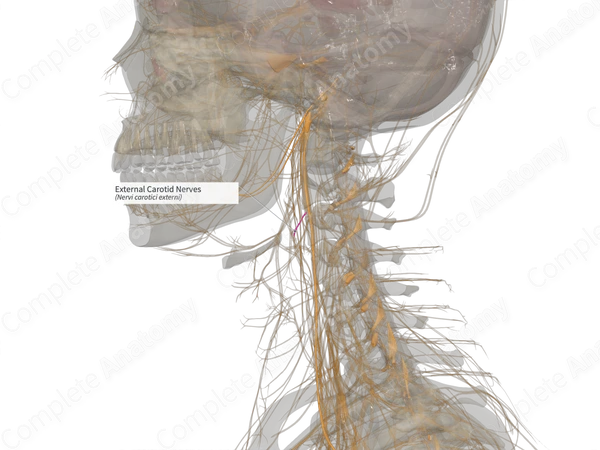 External Carotid Nerves (Right)