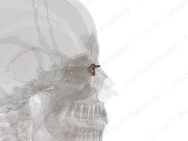 Skin of Eyelid (Left)