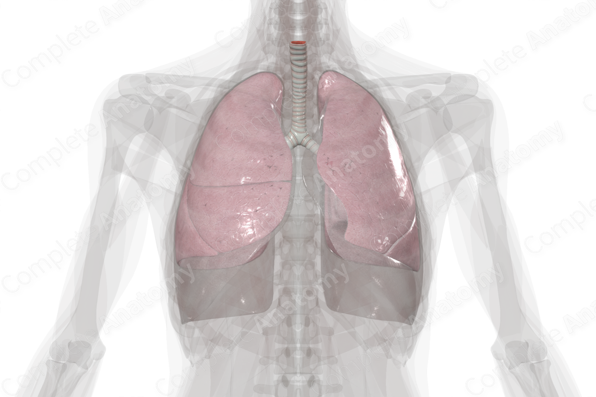 Lower Respiratory System