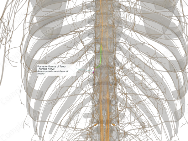 Posterior Ramus of Tenth Thoracic Nerve (Right) | Complete Anatomy