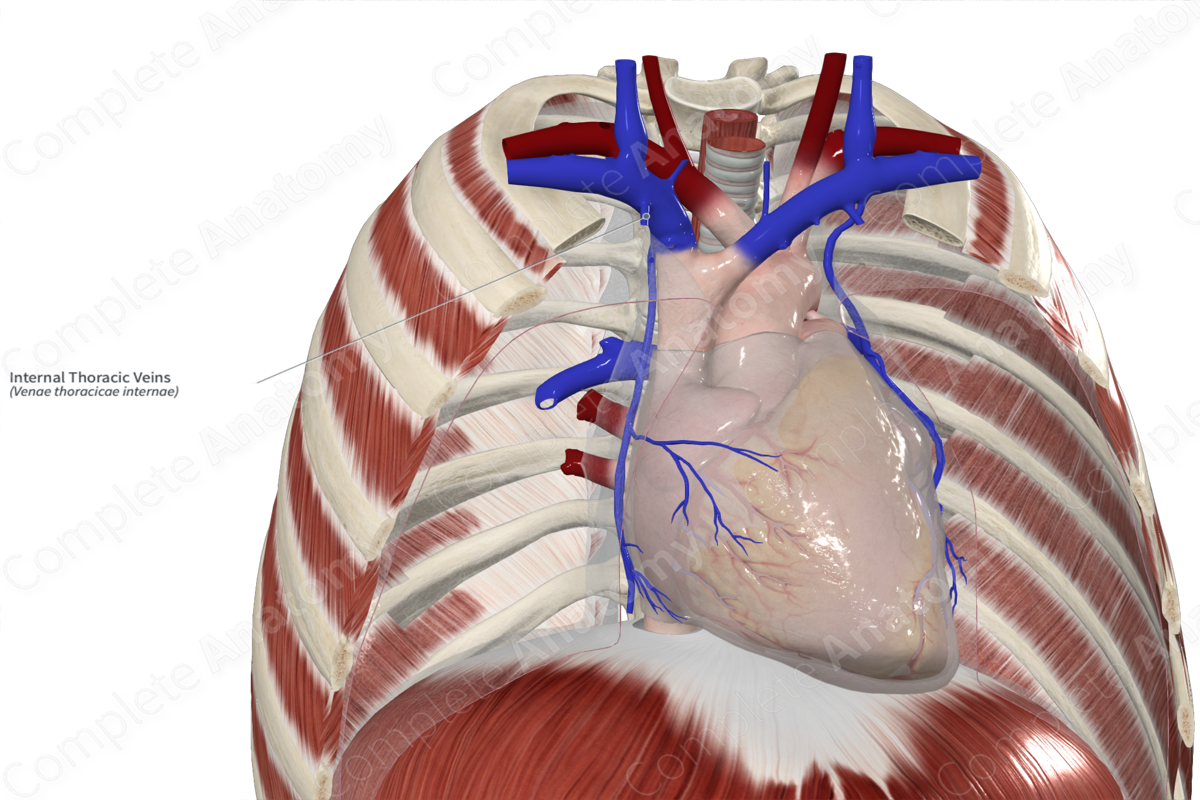 Internal Thoracic Veins 