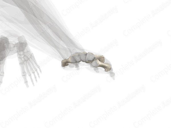 Metacarpal Bones (Left)
