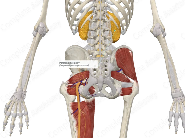 Pararenal Fat Body