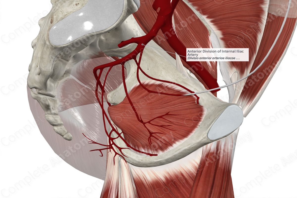 Anterior Division of Internal Iliac Artery 