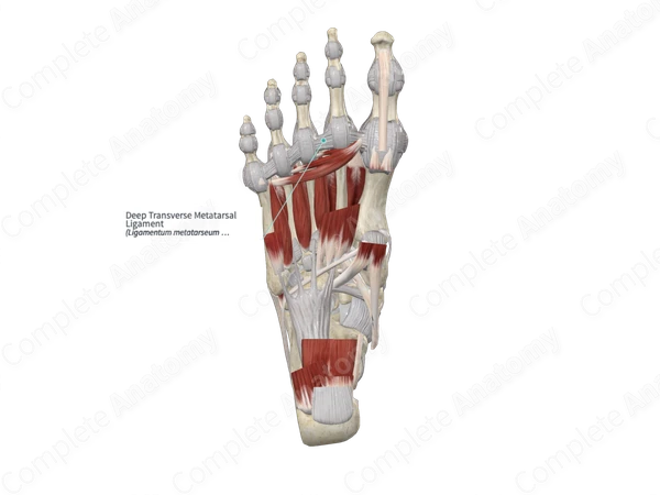 Deep Transverse Metatarsal Ligament