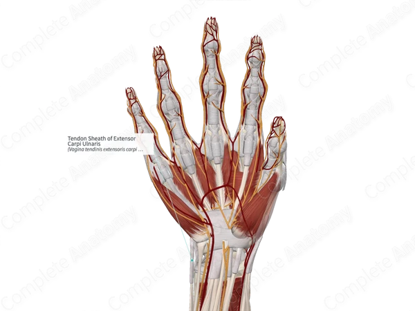 Tendon Sheath of Extensor Carpi Ulnaris