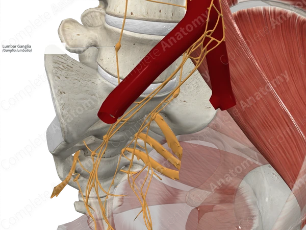 Lumbar Ganglia 