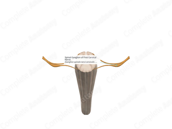 Spinal Ganglion of First Cervical Nerve 
