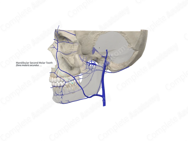 Mandibular Second Molar Tooth