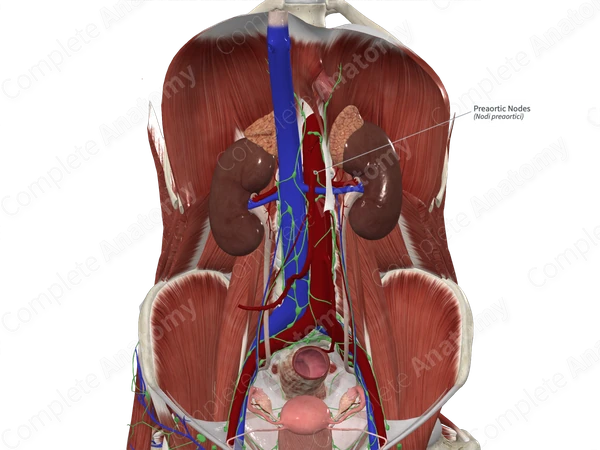 Preaortic Nodes