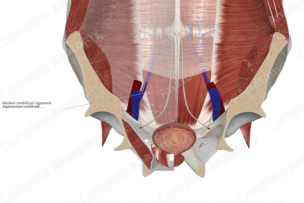 median-umbilical-ligament-complete-anatomy