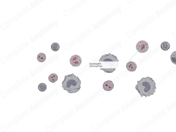 Eosinophil