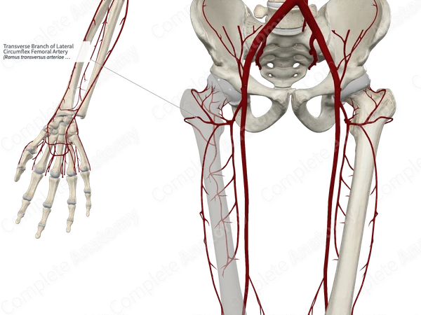 Transverse Branch of Lateral Circumflex Femoral Artery