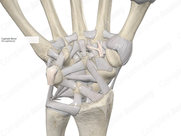 Capitate Bone 
