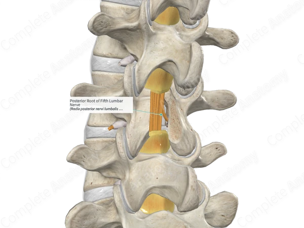Posterior Root of Fifth Lumbar Nerve