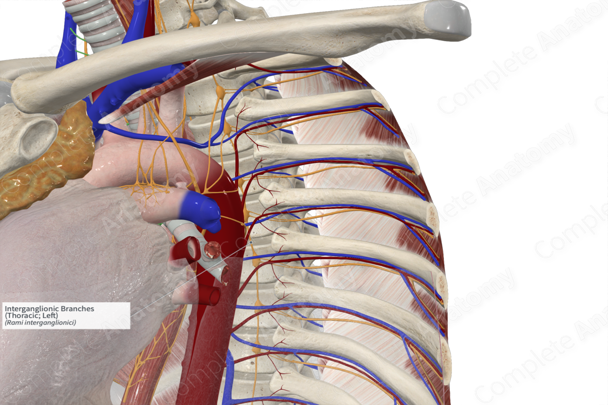 Interganglionic Branches (Thoracic; Left)