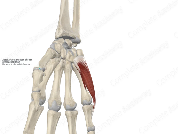 Distal Articular Facet of First Metacarpal Bone 