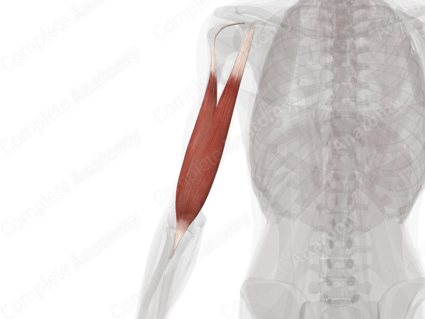 Biceps Brachii Muscle (Left)