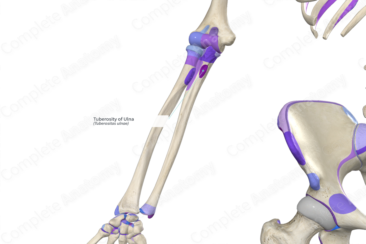 Tuberosity of Ulna | Complete Anatomy