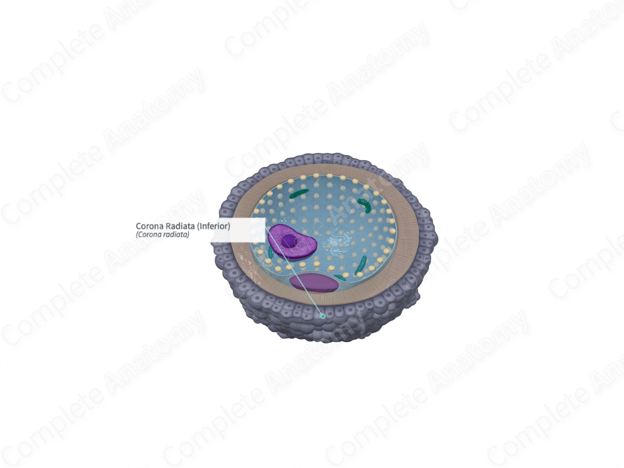 Corona Radiata (Inferior) | Complete Anatomy