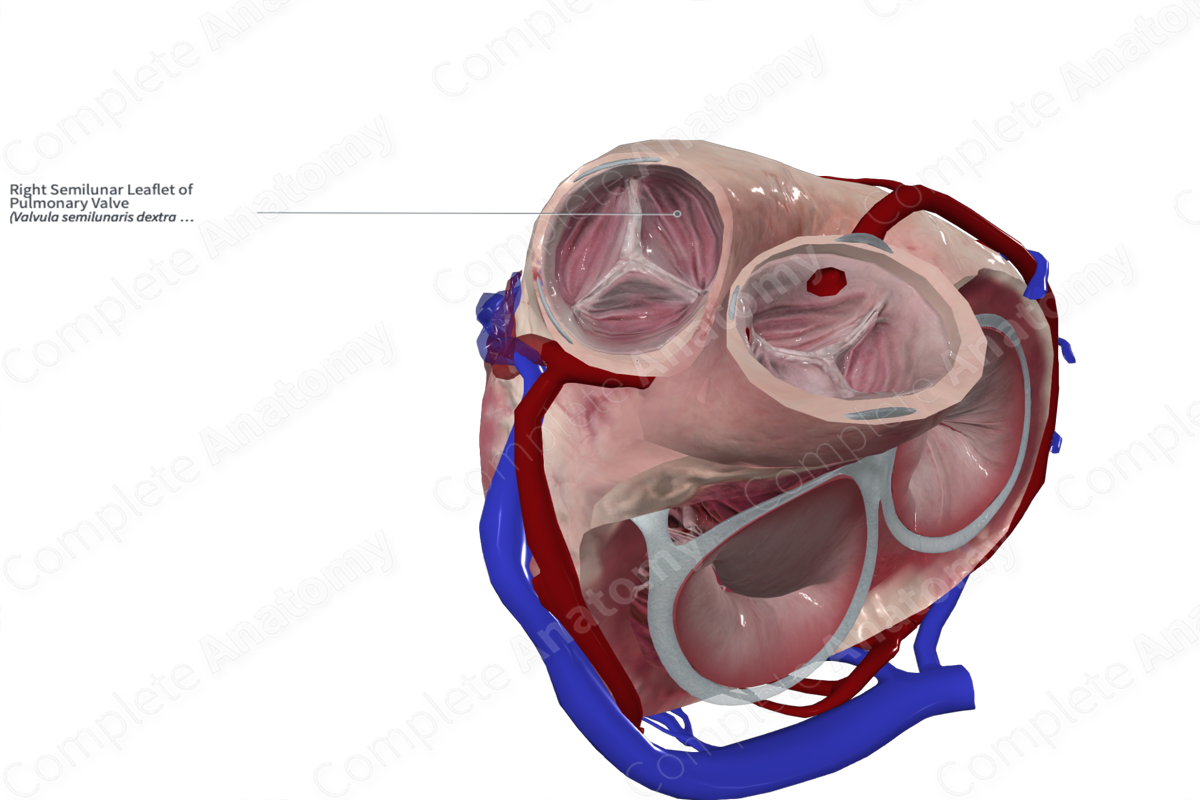 Right Semilunar Leaflet of Pulmonary Valve Complete Anatomy