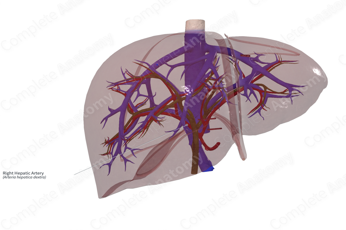 Right Hepatic Artery