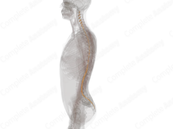 Spinal Roots & Ganglia