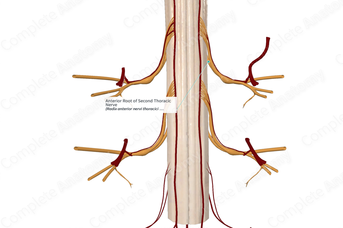 Anterior Root of Second Thoracic Nerve 