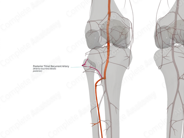 Posterior Tibial Recurrent Artery (Left)