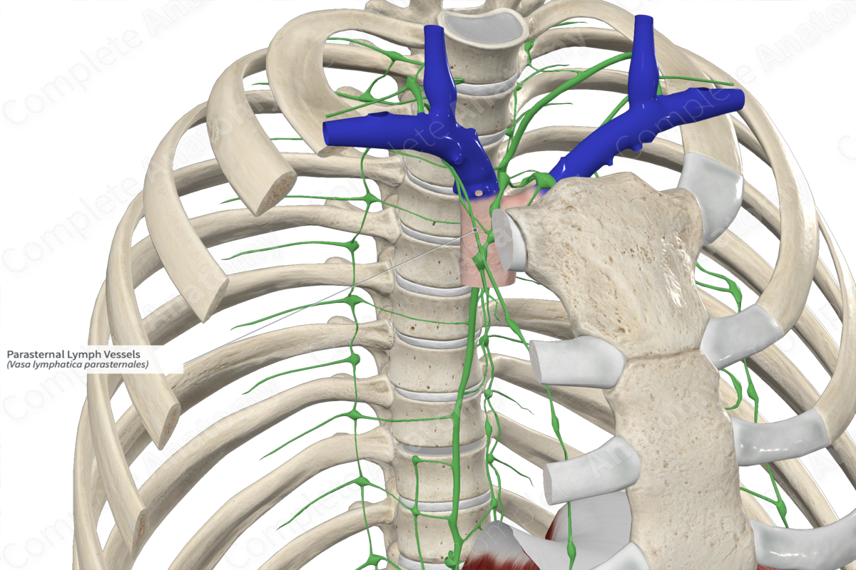 Parasternal Lymph Vessels 