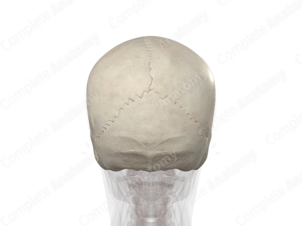 Bones of Neurocranium