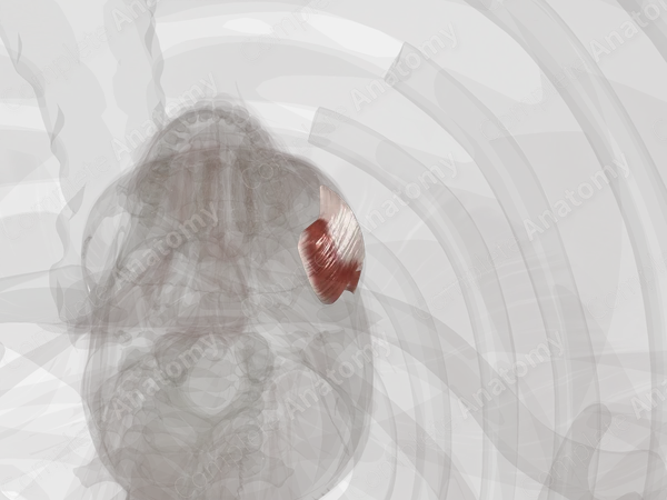 Masseter (Left)