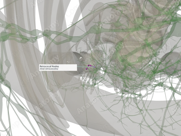 Retrocecal Nodes