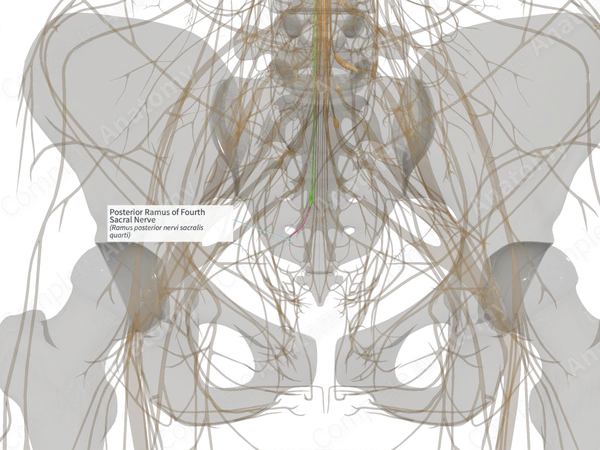Posterior Ramus of Fourth Sacral Nerve (Left)